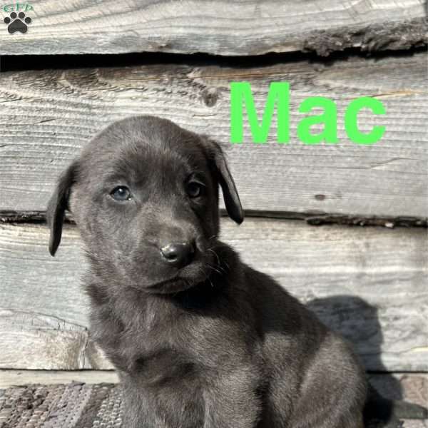 Mac, Charcoal Labrador Retriever Puppy